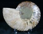 Cut and Polished Ammonite (Half) #7333-1